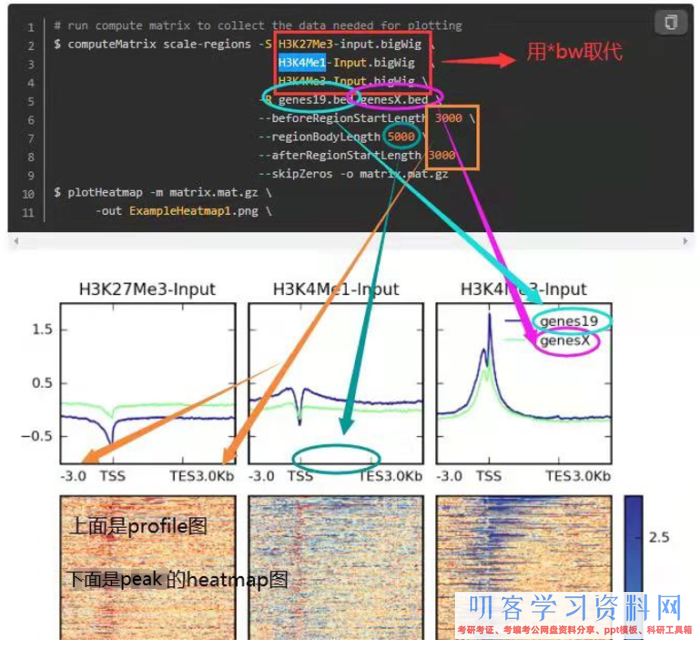 ATAC-Seq根底剖析+高档剖析+多组学剖析