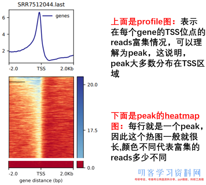 ATAC-Seq根底剖析+高档剖析+多组学剖析