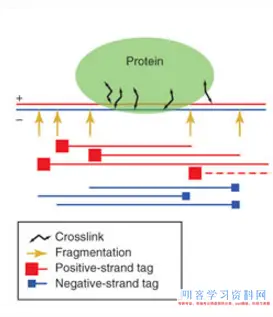 ATAC-Seq剖析教程：对ATAC-Seq/ChIP-seq的质量评价（一）phantompeakqualtools