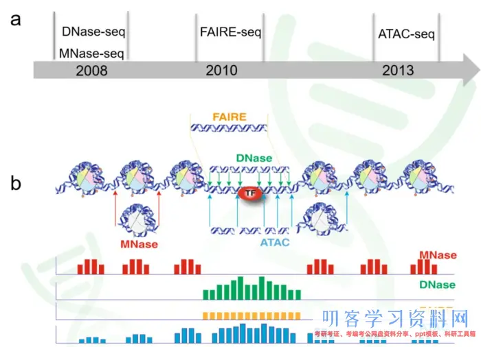 ATAC-Seq根底剖析+高档剖析+多组学剖析