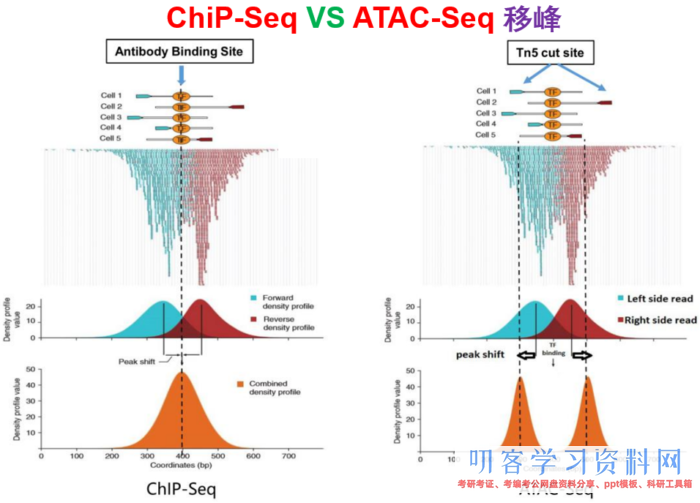 ATAC-Seq根底剖析+高档剖析+多组学剖析