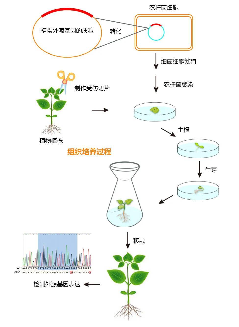 水塔花分株移植图解图片