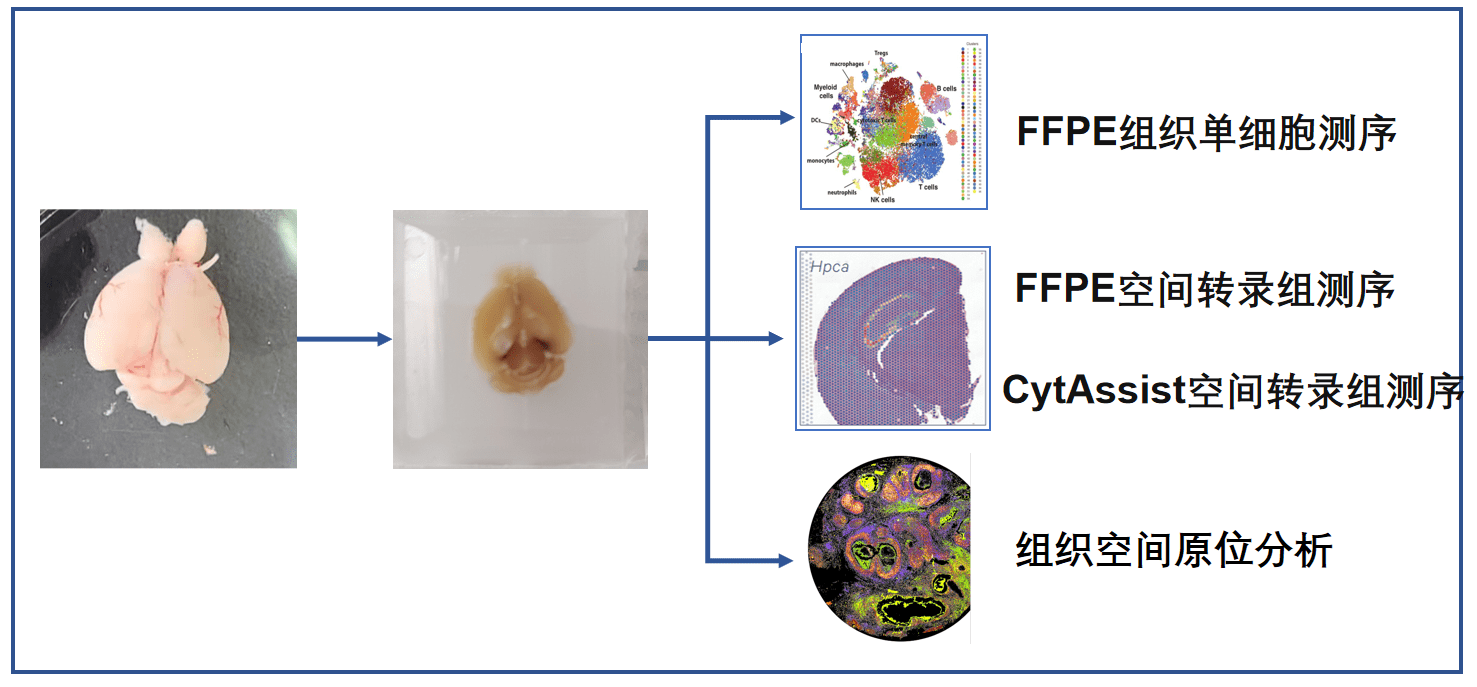 10x Genomics FFPE样本单细胞转录组+空间转录组解决方案